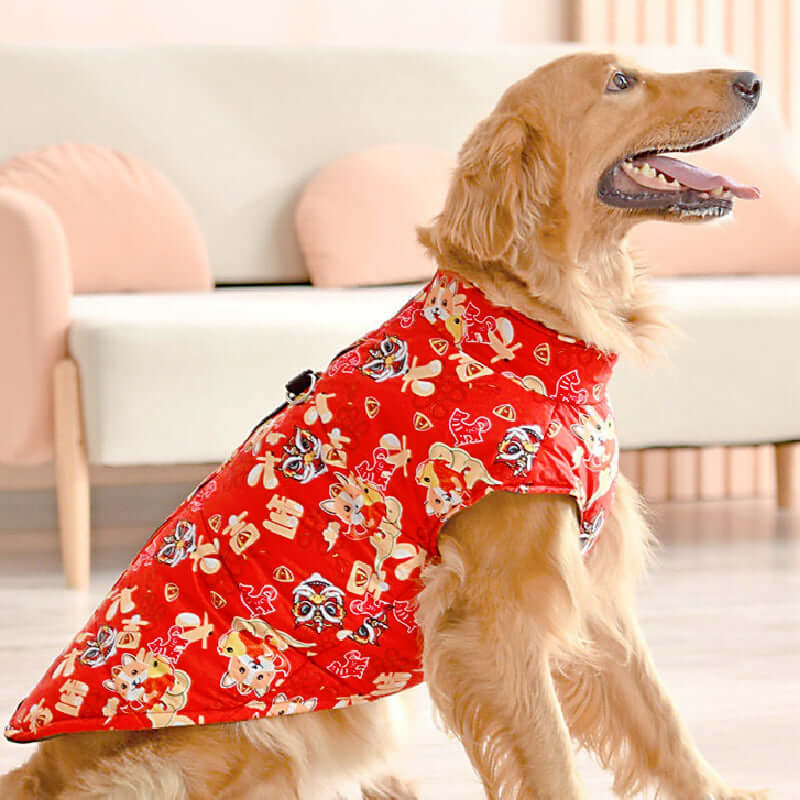 Golden retriever wearing a Christmas dog vest in vibrant red with festive patterns, sitting indoors.