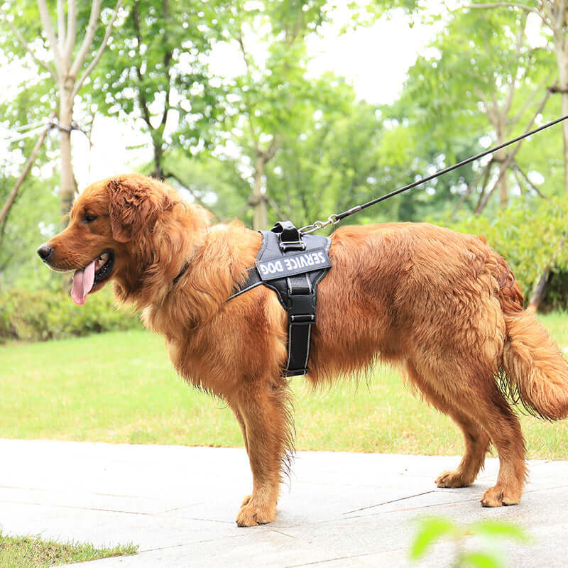 Golden retriever wearing a black personalised pet harness with 'SERVICE DOG' patch and leash, standing outdoors.